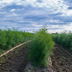 Agriculture: Field with young asparagus plants in August