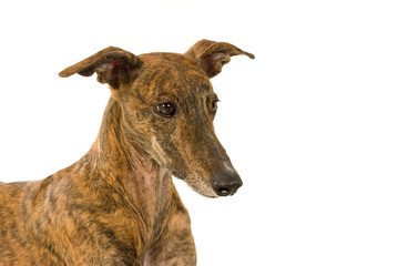 Greyhound isoliert auf weißem Hintergrund
