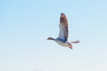 Geese flying in a blue sky in sunlight in winter