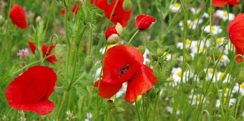 red poppies and white camomiles on the field