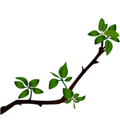Branch illustration