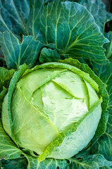 Cabbage head closeup.