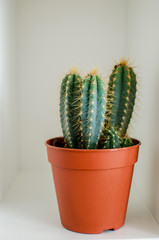 Green cactus in a pot on a white background