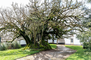 Spanien - Phytolacca dioica - Ombubaum - Elefantenbaum im Pazo de Santa Cruz de Rivadulla