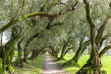 Spanien - Olivenbaumallee im Pazo de Santa Cruz de Rivadulla