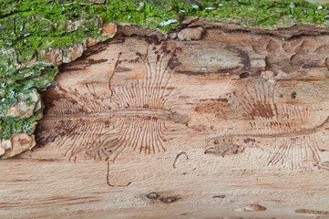 The imprint of the bark beetle under the bark of the tree