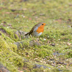 Robin red breast.