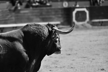 toro tradicional en españa