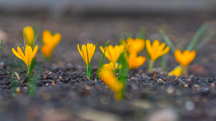 Yellow crocus spring flowers cool.