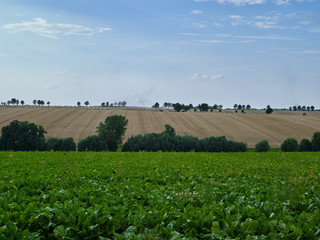 Fototapeta na wymiar Mehna / Germany: View over the hilly countryside in Eastern Thuringia on a late afternoon in August
