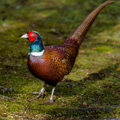 Pheasant