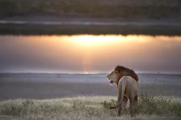 Crédence de cuisine en verre imprimé Lion African lion in its natural habitat
