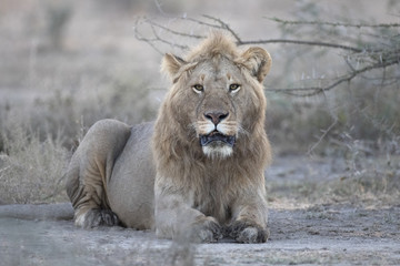 African lion in its natural habitat