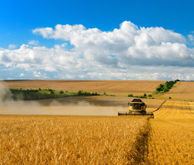 Combine Harvester Cutting Barley, endless Fields under blue sky with clouds
