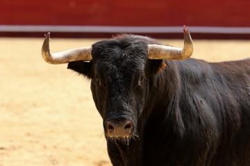 toros 
