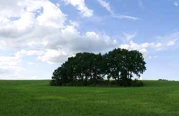 Fototapeta na wymiar Nobitz / Germany: Tree island in a green field in July