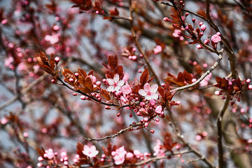 spring twig blossoming fruit tree withl small pink flowers