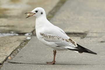 Black-headed gull (Chroicocephalus ridibundus)