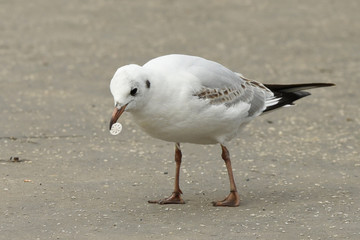 Naklejka premium Black-headed gull (Chroicocephalus ridibundus)