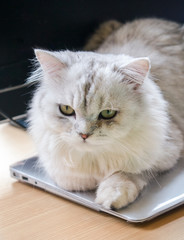 Hold your work and play with me