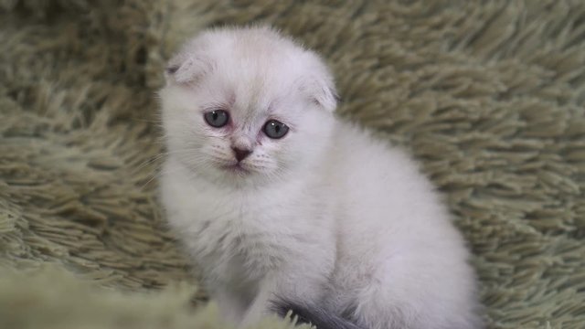 portrait of a small cute white lonely kitten