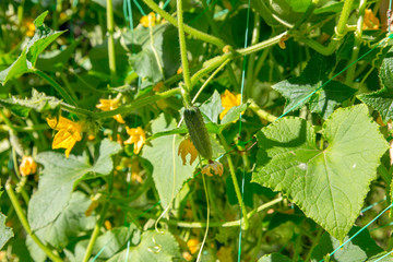 Cornichons