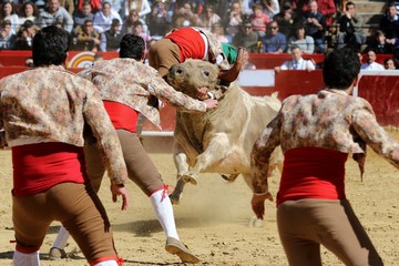 toros