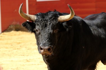 toros