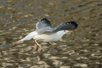 European herring gull (Larus argentatus)