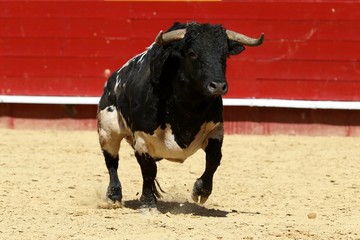 toros