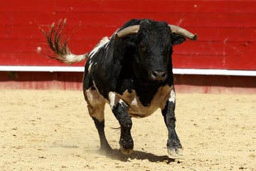 toros