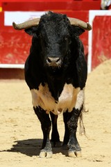 toros