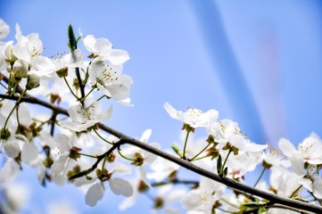 Blossoming cherry tree in spring