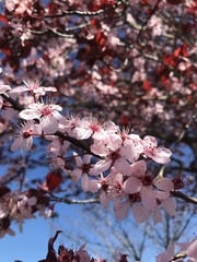 Blooming Sakura, cherry tree, sunny day at March, Portland Oregon USA 