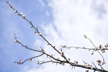 Blossoming cherry tree in spring