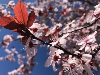 Blooming Sakura, cherry tree, sunny day at March, Portland Oregon USA 