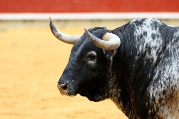toros