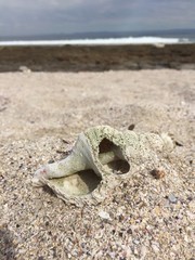 Shell