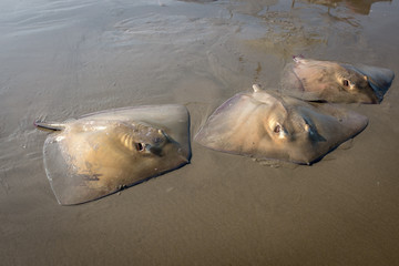 Stingray on a sandy beach.  Rays or Skates are caught by local fisherman while netting other types of fish.