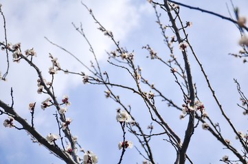 Fototapeta na wymiar Blossoming cherry tree in spring