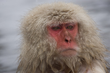 Portrait of a snow monkey