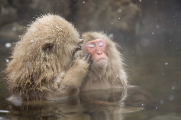 Snow monkeys grooming in hot spring