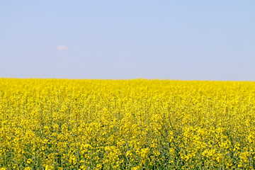 Fototapeta premium Field in the flowers on the background of the blue sky