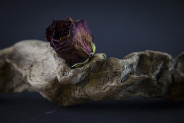 rosa rossa su un pezzo di legno