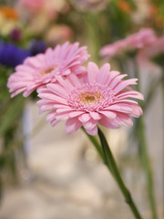 Obraz premium gerberas rose