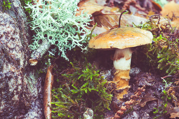 mushrooms in the field between the leaf litter
