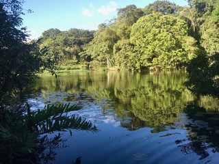 Beautiful untouched nature (wetlands) with trees, fern, a lake with reflections and wild fowl in...