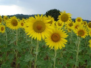primo piano di girasoli