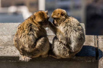 Barbary Macaque monkeys in Gibraltar