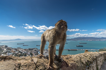 Naklejka premium Barbary Macaque monkeys in Gibraltar
